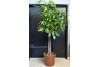 MONEY TREE 5 FT 